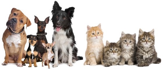 Gamme complète aliments animaux compagnie Kalina
