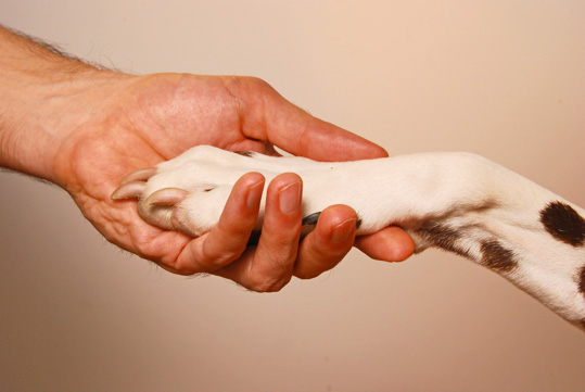 méthode d'éducation douce pour les chiens