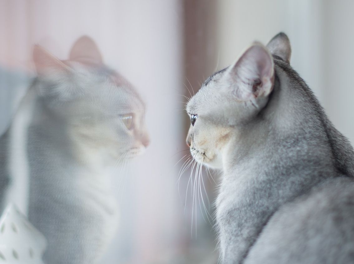 Le Marché Des Animaux De Compagnie Se Porte Bien