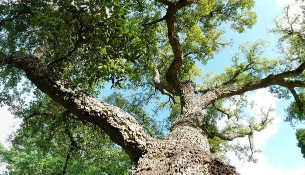 arbre de liège qui offre le cuir vegan chez tendance liège