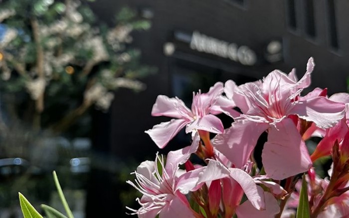Faites fleurir votre carrière avec Arbres & Co !