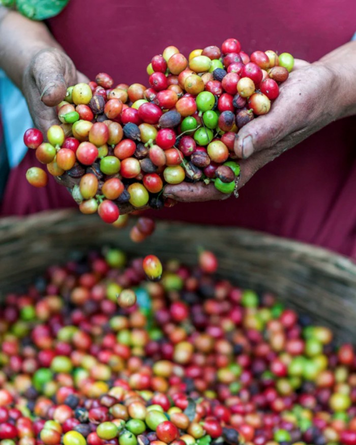 Litha Espresso réaffirme son engagement en faveur de l’écologie et de la RSE