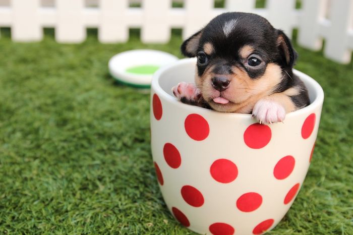 Chiot mignon alimentation pour animaux