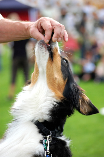 dressage pour chiens canibest à base de méthodes douces