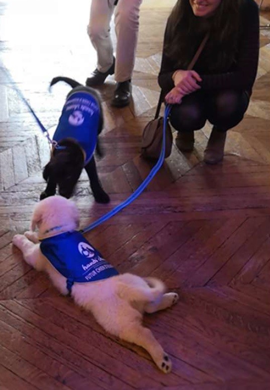 Le réseau Tom u0026 Co devient partenaire de lu0027association Handiu0027Chiens
