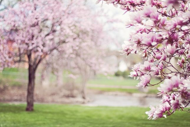 Le 20 mars, c’est le premier jour du printemps !