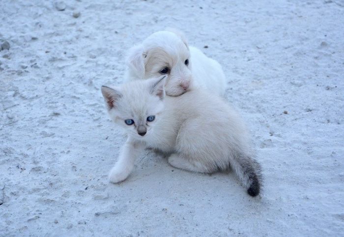 Le marché des animaux de compagnie : les chiffres clés, état des lieux