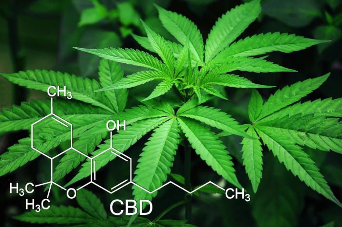Comment ouvrir une franchise de CBD ?