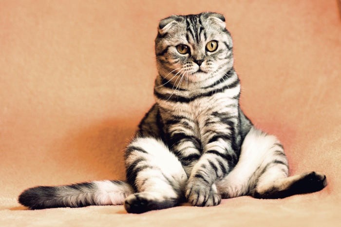 Quelles formations pour travailler avec les animaux ?