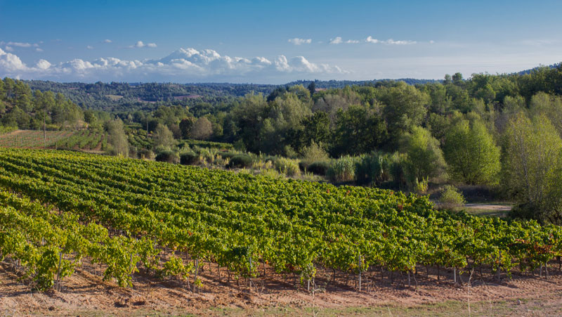 vignes du domaine de Régusse